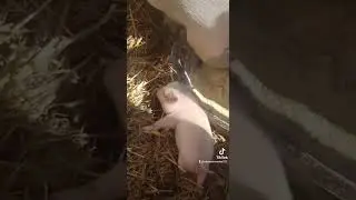 Cupid the baby Julian Pig scratching his head, baby pigs are so funny