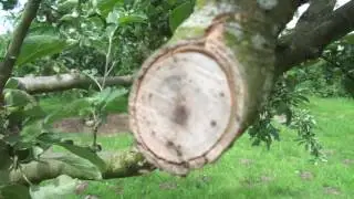 Ribston Pippin apple trees pruning follow up