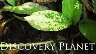 【4K】Cryptocoryne annamica 