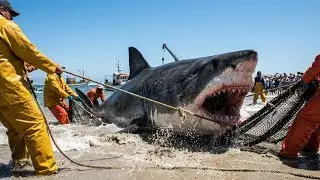 1000lb Killer Shark Almost Sank Our Boat Off The Florida Coast