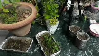 Updating/Update of Jerusalem chery/Winter chery updating/Jerusalem chery/Winter chery/seudocapsicum