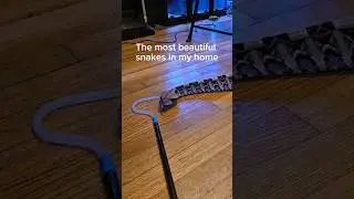These snakes are living art.