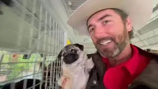 Cutie Pie the Pug puppy&rsquo;s sister Meeko on her first day - Puppy reunion