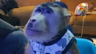 beruk jumbo KENKEN nunggu bini 3 🐒😁😁