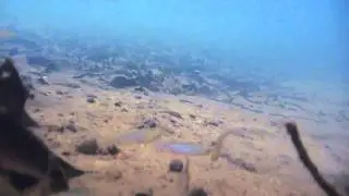 Danio albolineatus.mp4