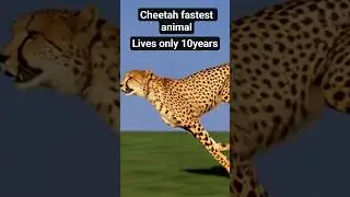 Tortoise being slowest animal lives longer #animals #motivation #tortoise #cheetah