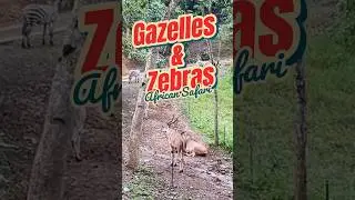 Gazelles & Zebras African Safari , Cebu Safari and Adventure Park .. #animals