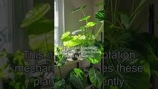 Herbaceous Plant Care in Low Light
