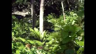 Hunting Goats Rimutaka #3