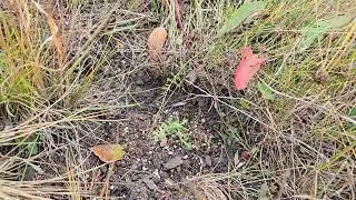 Will it overwinter? Wild Blue Flax (Linum lewisii) end of season check-in after planting