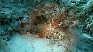 Rough Fileclam