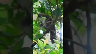 Ceylon scimitar babbler-ශ්&zwj;රී ලංකා දෑ-දෙමලිච්චා|