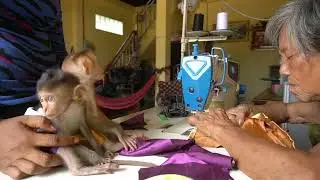 Leo and Loe monkey wait granma make closth for them