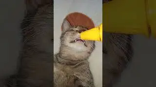 cat sleep eat honey  😂😂#short #youtubeshort #funny #comedy #cat