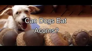 Могут ли собаки есть желуди?