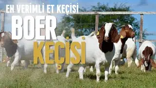 BOER KEÇİSİ | Et Üretiminde Dünyanın En Verimli Keçi Irkı!