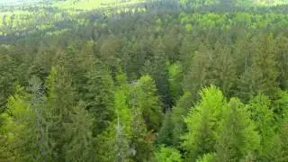 National park Bayerischer Wald + Baumwipfelpfad & Tierfreigelände