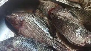 como tirar o filé da tilápia