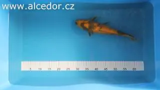 Alcedor KOI 7752 8985