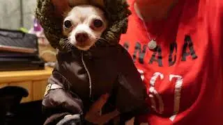 Dressing My Chihuahua For Below Zero Weather [Winter Dog Clothing Tutorial]