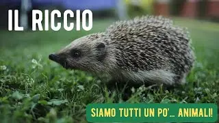 Il Riccio - Siamo tutti un po' ... animali! - I mammiferi raccontati ai bambini