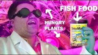 I Gave Fish Food to my Carnivorous Plants