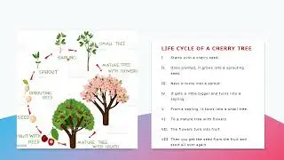 Life Cycle of a Cherry Tree