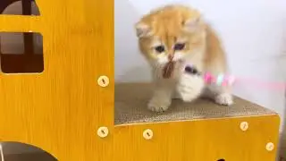 Aki、新しいおうちへ｜木の家から始まる毎日 #猫 #子猫 #猫のいる生活 #猫動画 画