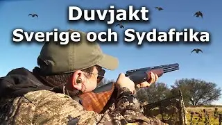 Duvjakt i Sverige och Sydafrika (Pigeon hunting in Sweden and South Africa)