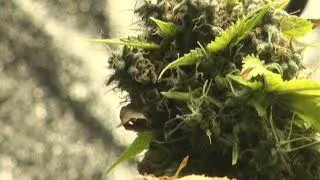 lemon og haze autoflower love