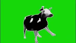 VACA POLONESA (chroma key)