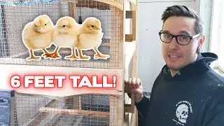 DIY Chicken Brooder For Over 100 Chicks!