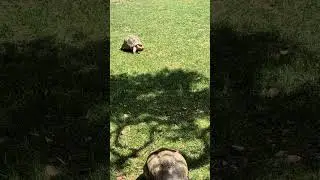 Turtles in Ojai, California Part 2