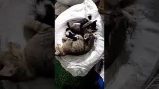 Main bareng saat ibukucing tidur..