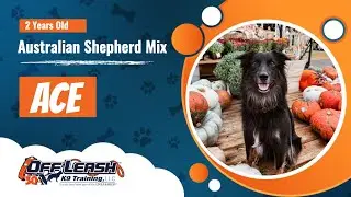 Australian Shepherd Mix | 2 year old | Ace | Best Dog Trainers Northwest Arkansas | Off Leash K9