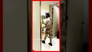 Simbu Stylish Walk - Stunning New look 🔥 சிம்பு வேற லெவல் Transformation Video | STR #shorts