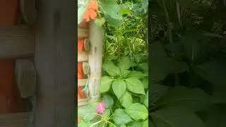 Mengenal PACAR AIR, Si Bunga Liar yang cantik dan berkhasiat#shorts#Pacarair#herbal
