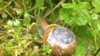 Snailtime