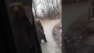 Bear 🐻 Walks Past School Bus Like A Human | Must Watch | Funny Animal Fail | Funny Tik Tok #shorts