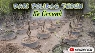 Dari Polibag Turun Ke Ground (Pembesaran)