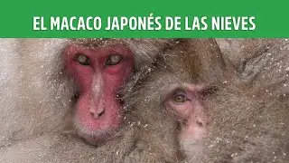 Calor en la nieve: El Macaco Japon&eacute;s de las Nieves. | PLANETA ANIMAL MX