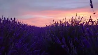 Lavender Field at Sunset
