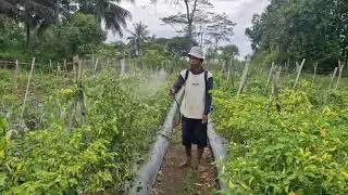QUICK AND EASY WAY TO APPLY PEST REMOVAL WITH MODERN ELECTRIC TANK TOOLS - Agriculture Farming