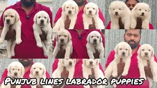  Best Price Puppy Sale 🐶 | Punjab Line Labrador + Pomeranian White & Black | Tamil Nadu 