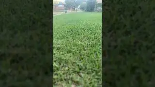 Mowing every 6 days - Bermuda grass DFW w/ Toro GM1000