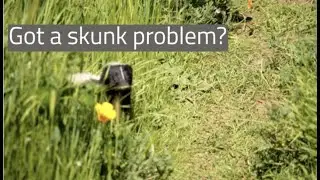Skunk Removal
