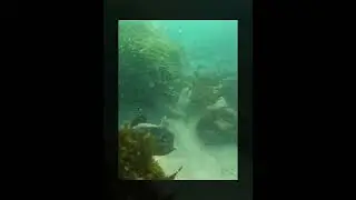 Camera Shy Round Stingray