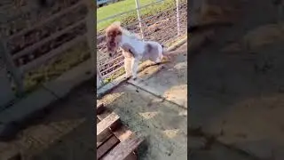 She was so embarrassed #shorts #pets #funnypets #funnypony #pony