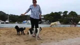 Rowland Reserve, off leash dog park in Sydney