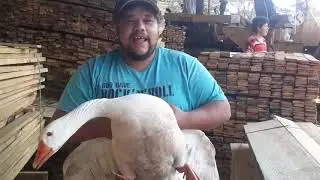 pegando ninho de ganso e tirando filhotinhos na chocadeira